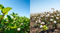 organic cotton benefits revealed